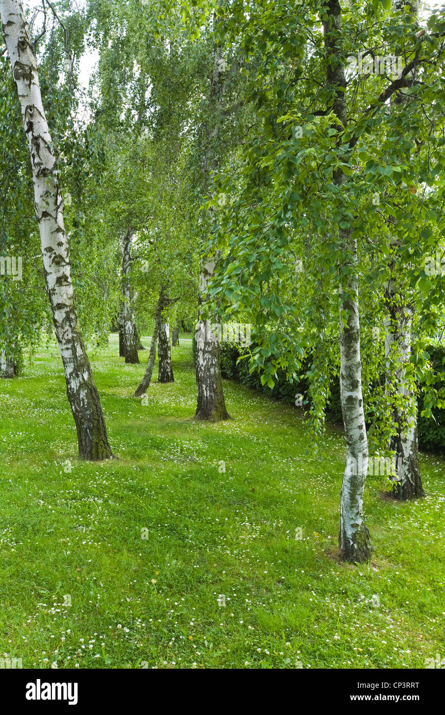 Beautiful birch trees in spring park Stock Photo Alamy