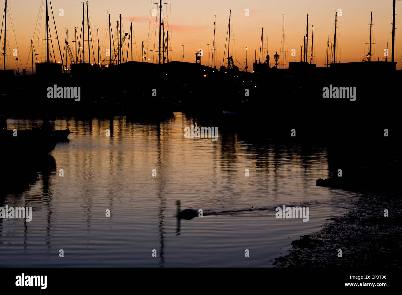 Swan swimming in front of sunset over the docks Poole Harbour, Dorset, United Kingdom Stock Photo