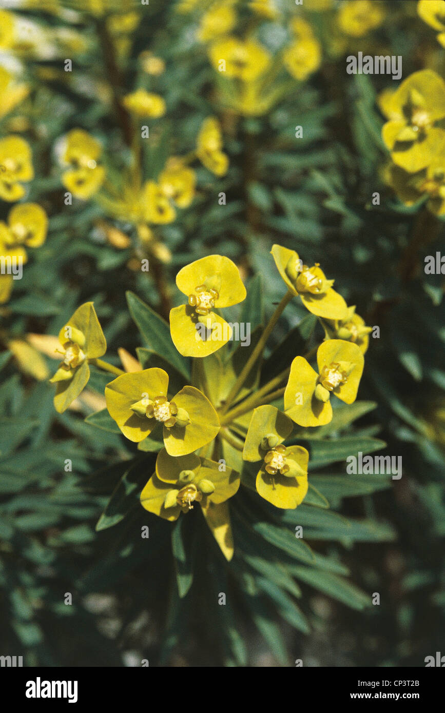 Botany - Euphorbia (Euphorbia dendroides). Lazio, Parco del Circeo. Stock Photo