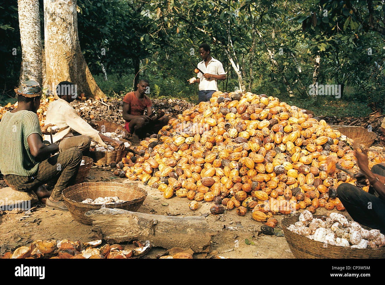 Ivory Coast Collection Of Cocoa Stock Photo