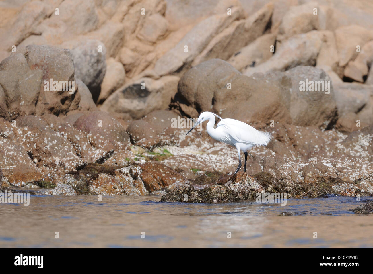 Little egret (Egretta garzetta),La Maddalena island, Sardinia, Italy Stock Photo