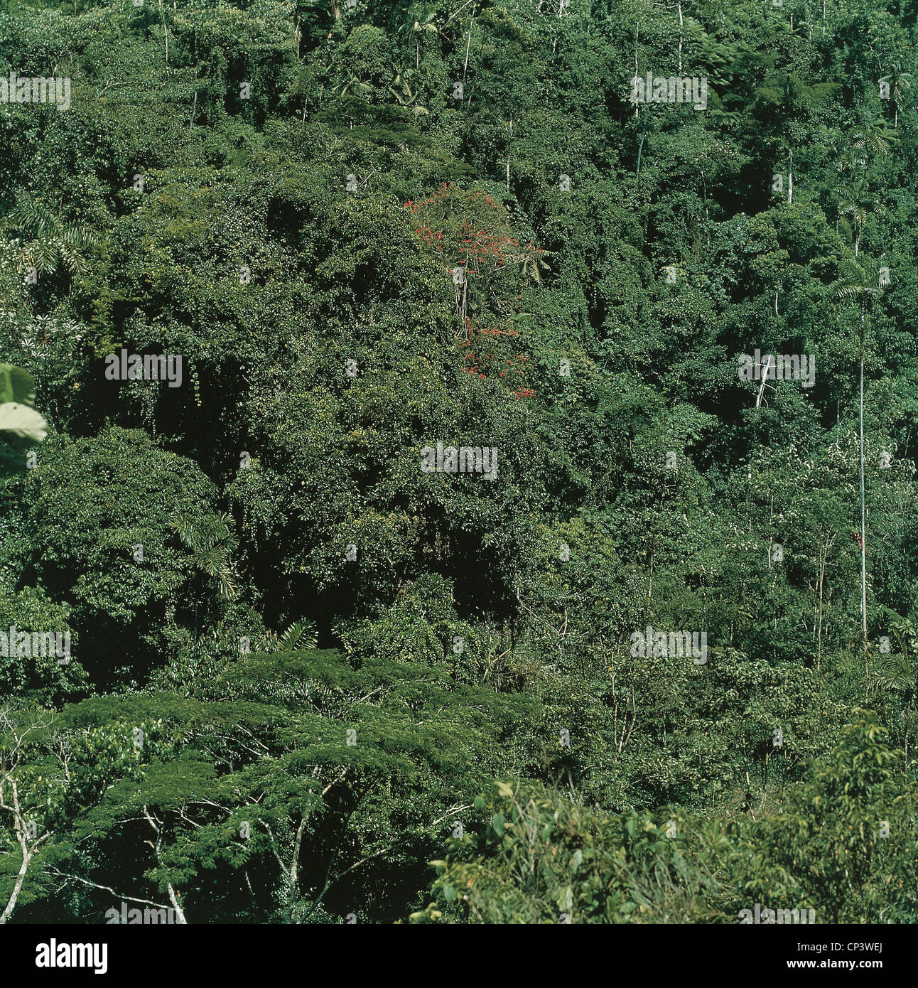 Colombia Amazon Jungle Stock Photo Alamy