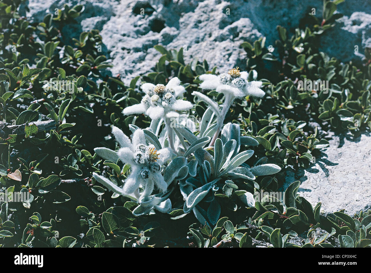 Abruzzo - Group Maiella, bloom of edelweiss (Leontopodium alpinum). Stock Photo