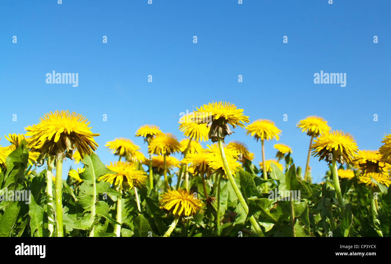 Dandelions flowers field spring hi-res stock photography and images - Alamy
