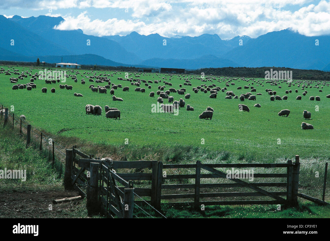 New Zealand South Island Mossburn. Raising of sheep Stock Photo Alamy