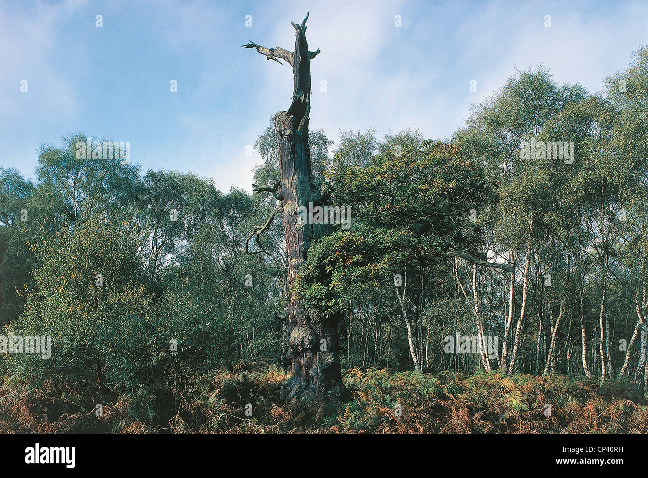 United Kingdom England Sherwood Forest Stock Photo Alamy