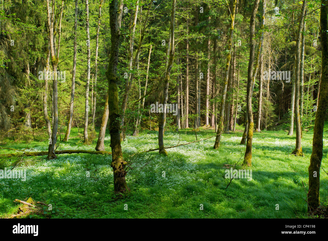 spring forest bavaria oberpfalz green plants tree grass sun happy fun funny relax relaxing holidays wood woods landscape springt Stock Photo