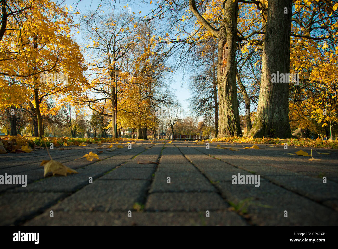 Sunny Autumn Park in the city Stock Photo - Alamy