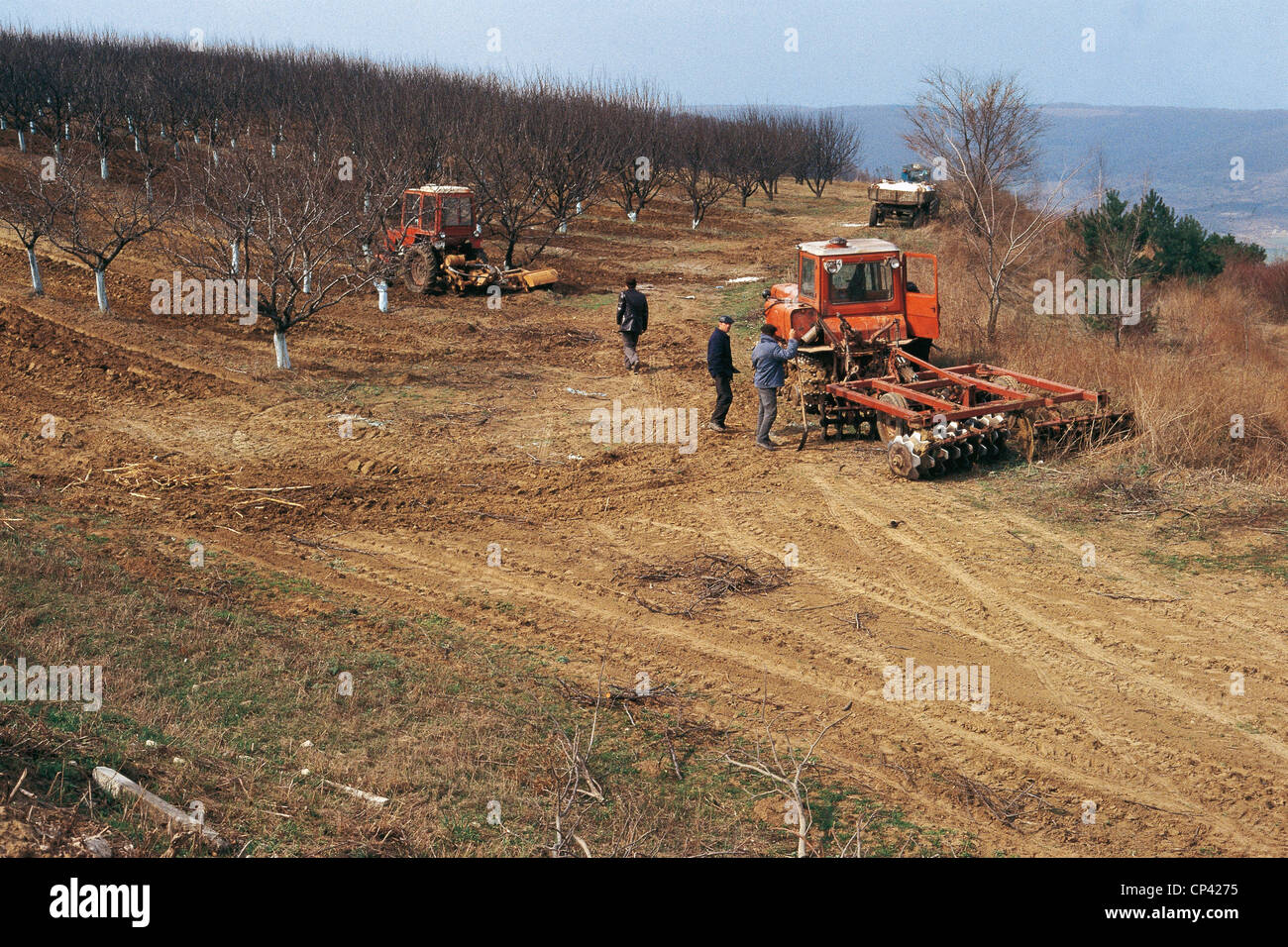 Moldova (Moldavia) - Farm work in a vineyard Stock Photo - Alamy