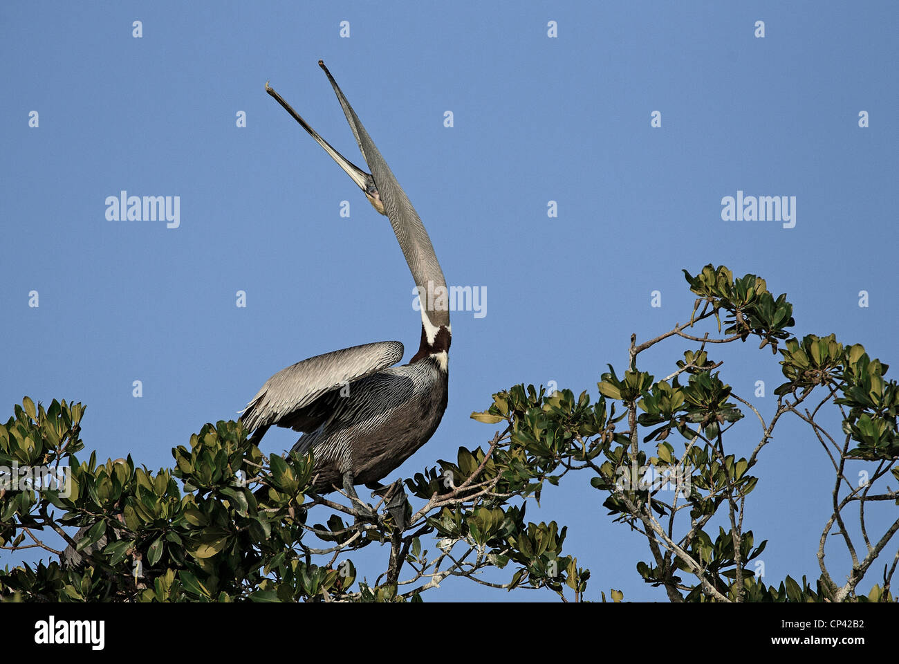 Brown Pelican stretching head back. Stock Photo