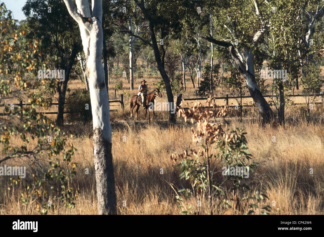 Australia Queensland Greater a horse breeder Stock