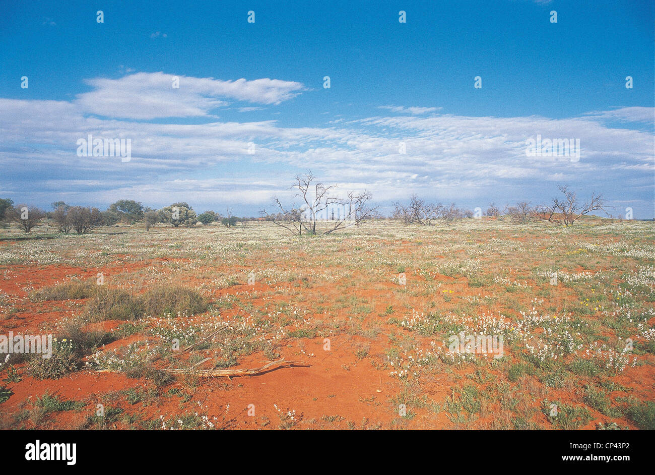 Пустыня гибсона австралия. Пустыня Гибсона в Австралии. Пустыня Гибсона. Пустыня Гибсона Западная Австралия. Фото Австралия Desert after the Rain.
