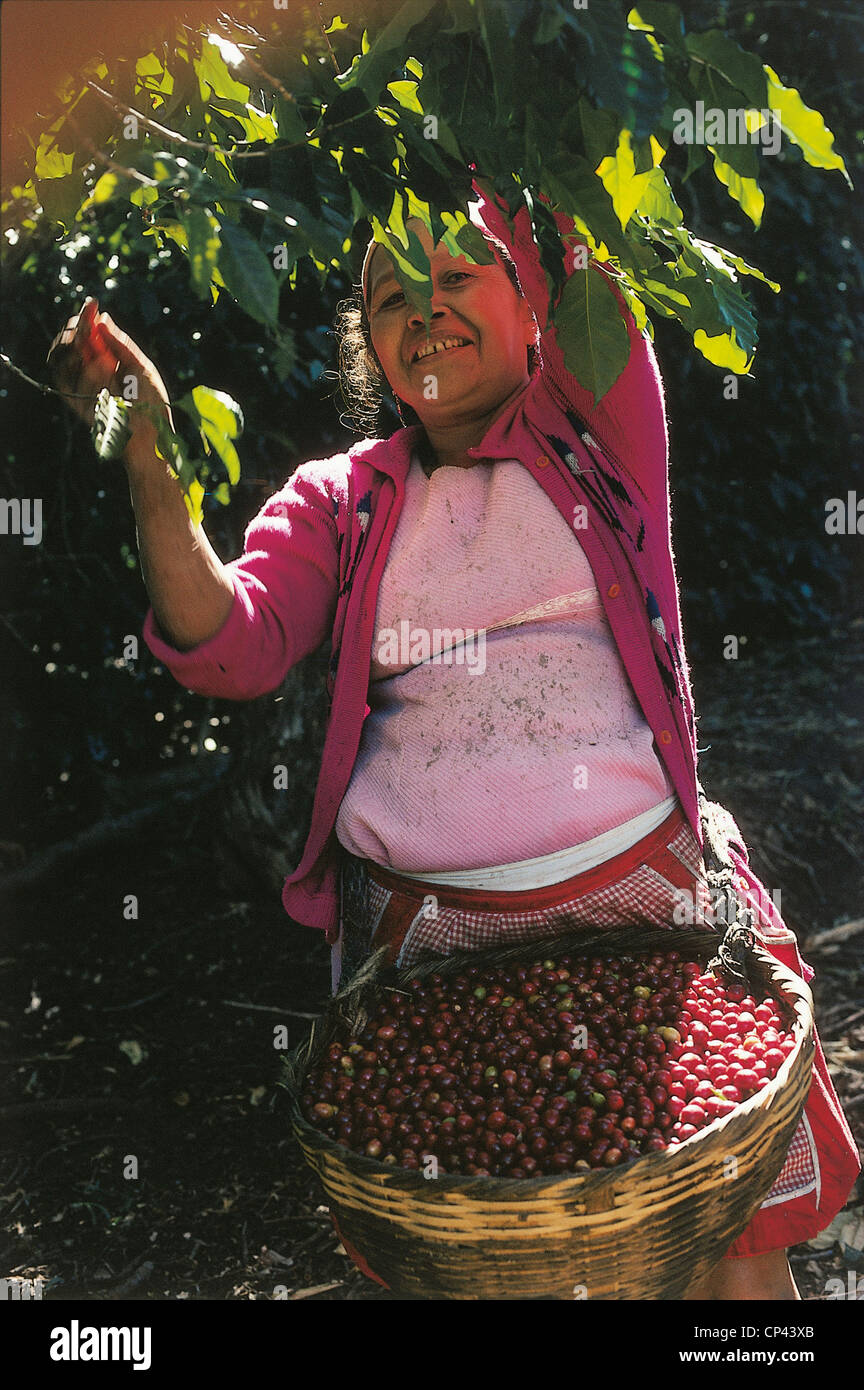 El Salvador Coffee Harvest ' Stock Photo - Alamy