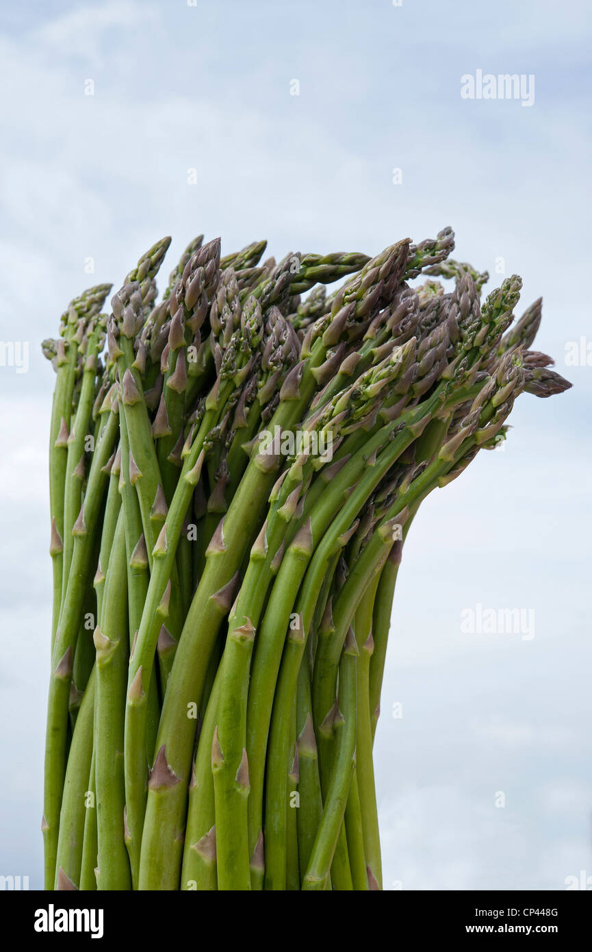 Green Asparagus. Stock Photo