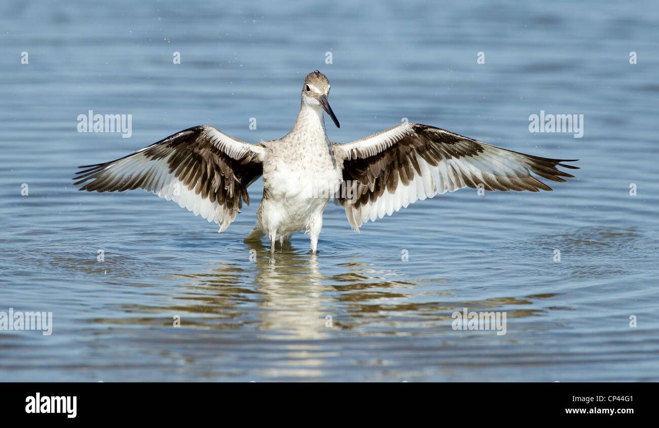 Willet spreading wings Stock Photo