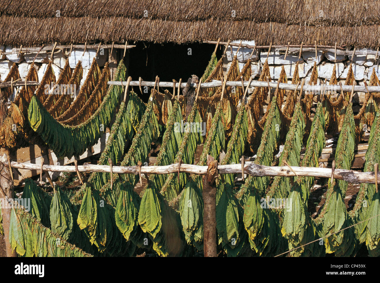 serbia tobacco Serbia And Montenegro - Zabrdje - Drying Of Tobacco Stock Photo