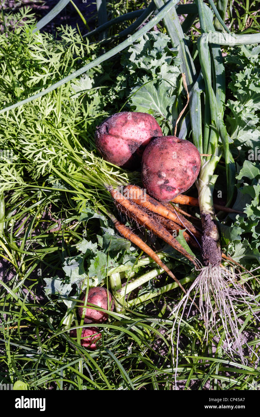 Organic potatoes, carrots, onions, kale Stock Photo