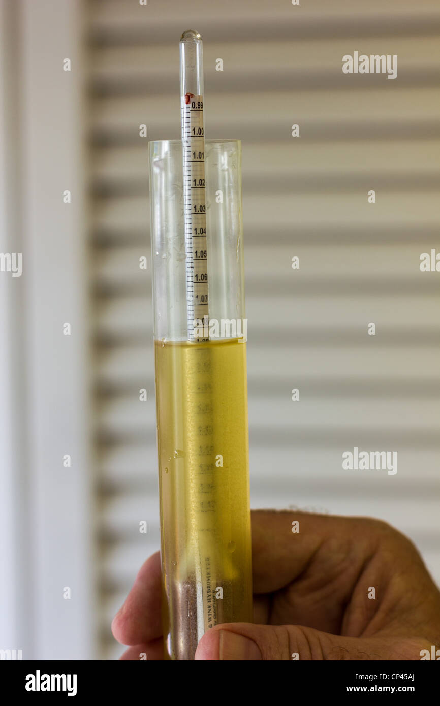 Using a hydrometer to measure specific gravity Stock Photo