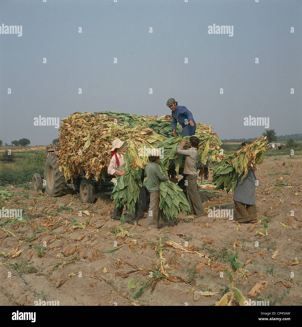 Spain tobacco harvesting Stock Photo Alamy