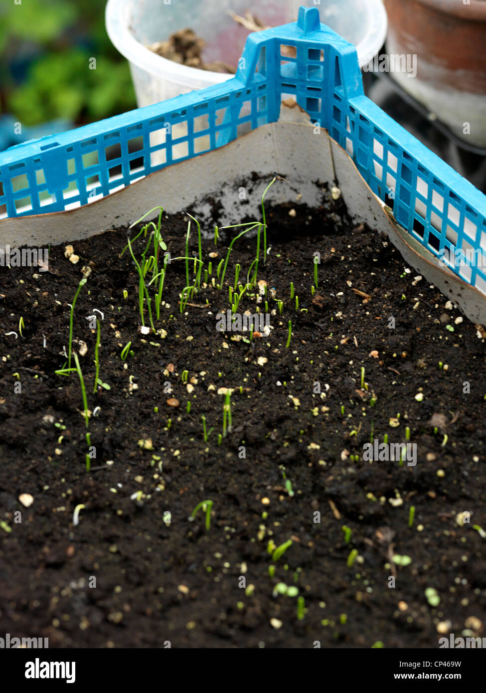 Leeks Growing in a recycled Mushroom Box lined with Cereal box Stock Photo Alamy