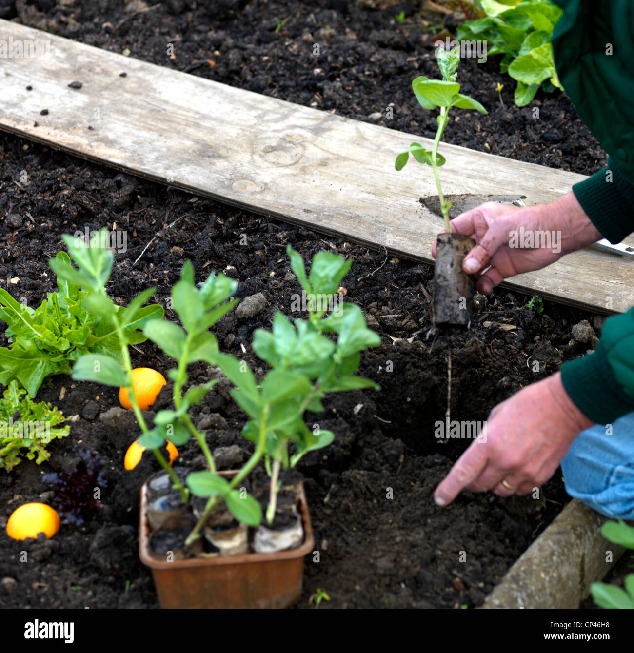 Planting A Broad Bean Grown in a Recycled Toilet Roll the roll which is very wet has started to compost already Stock Photo