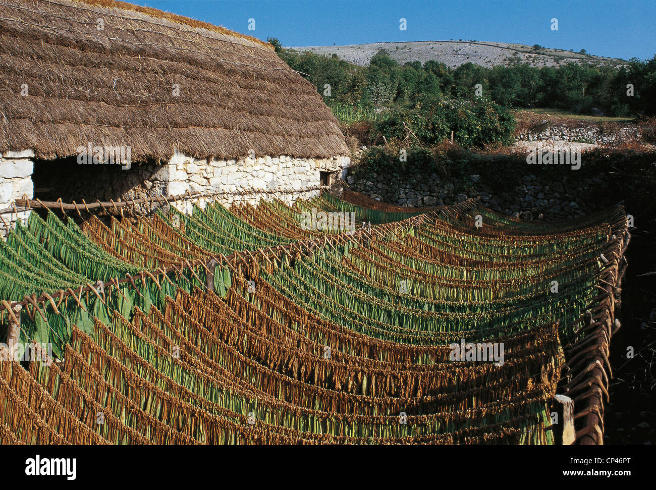 serbia tobacco SERBIA AND MONTENEGRO - Vojvodina. CULTIVATION OF TOBACCO Stock Photo