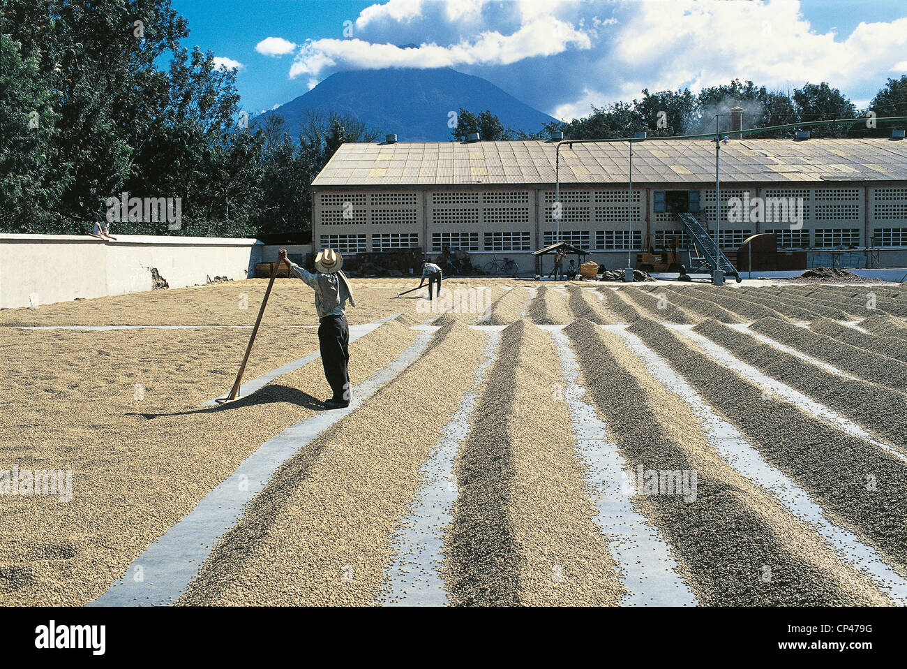 Hacienda Antigua Guatemala For The Drying Of Coffee ' Stock Photo
