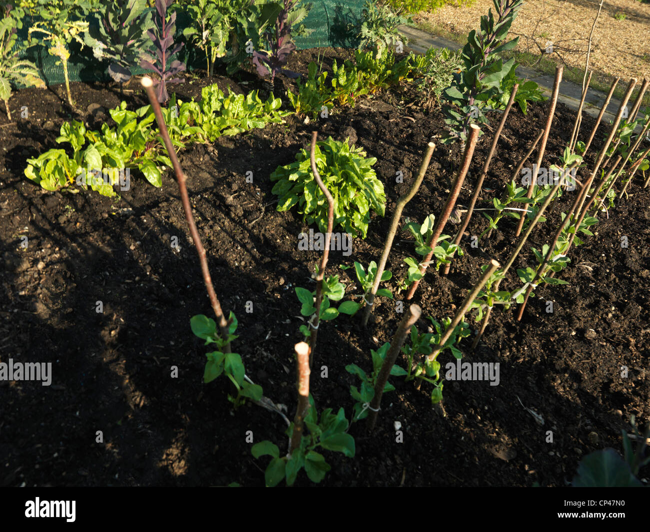 Early broad bean hi-res stock photography and images - Alamy