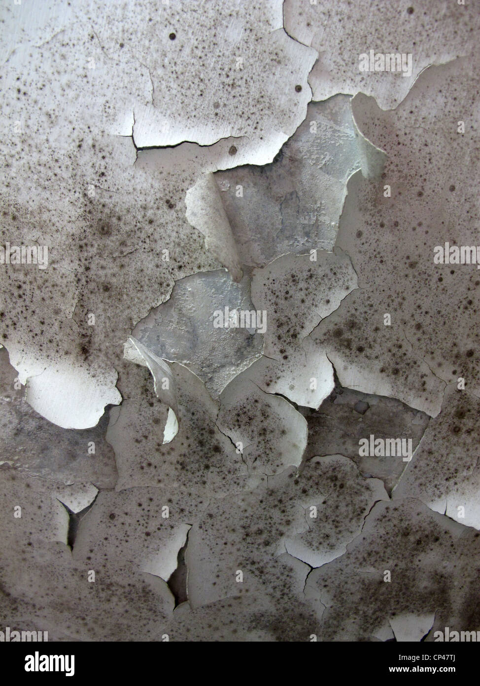 flaking paint on damp ceiling in house home Stock Photo Alamy