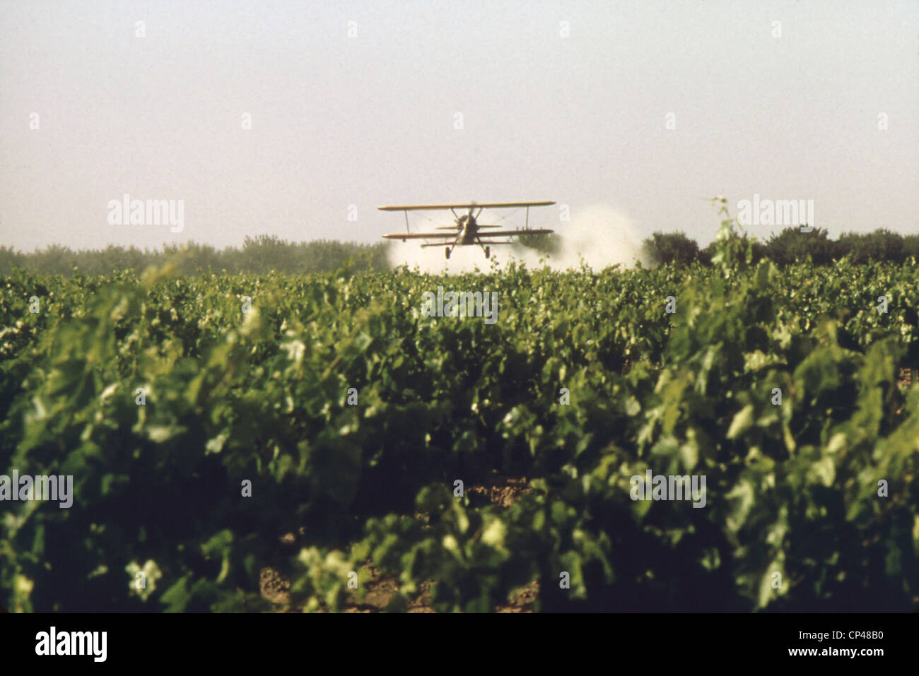 Sulfur dusting of grape vines by air. Pure elemental sulfur is organic