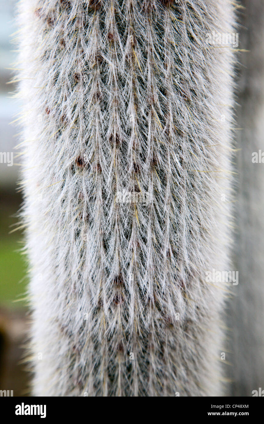 Silver Torch or Wooly Torch Cactus Cleistocactus Strausii Botanic Garden St Andrews Fife Scotland Stock Photo