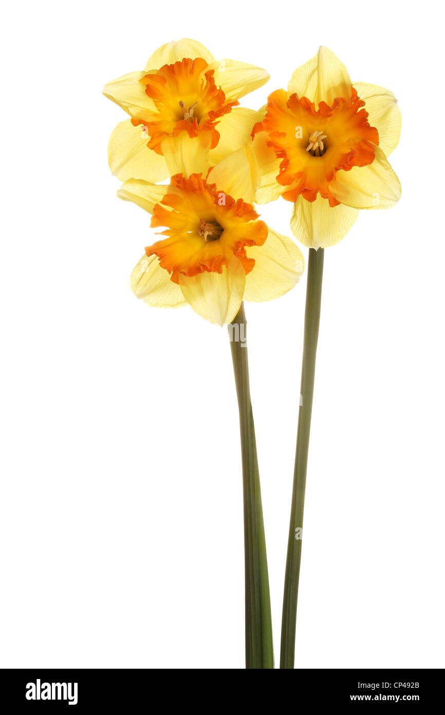 Three stems and flowers of the split-cup daffodil cultivar Spanish Fiesta against a white background Stock Photo
