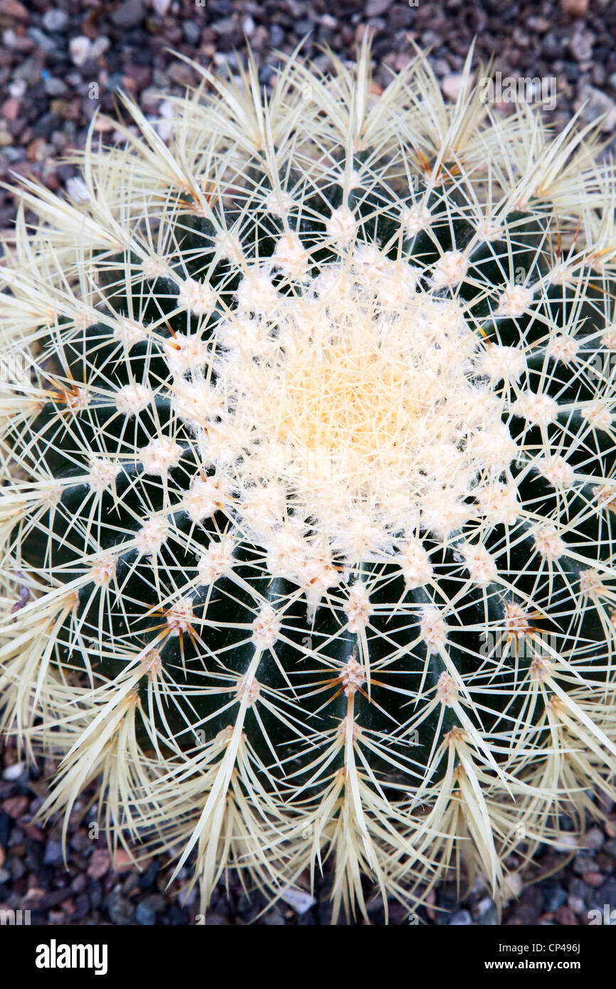 Golden Barrel Cactus Echinopsis Grusonii Botanic Garden St Andrews Fife Scotland Stock Photo