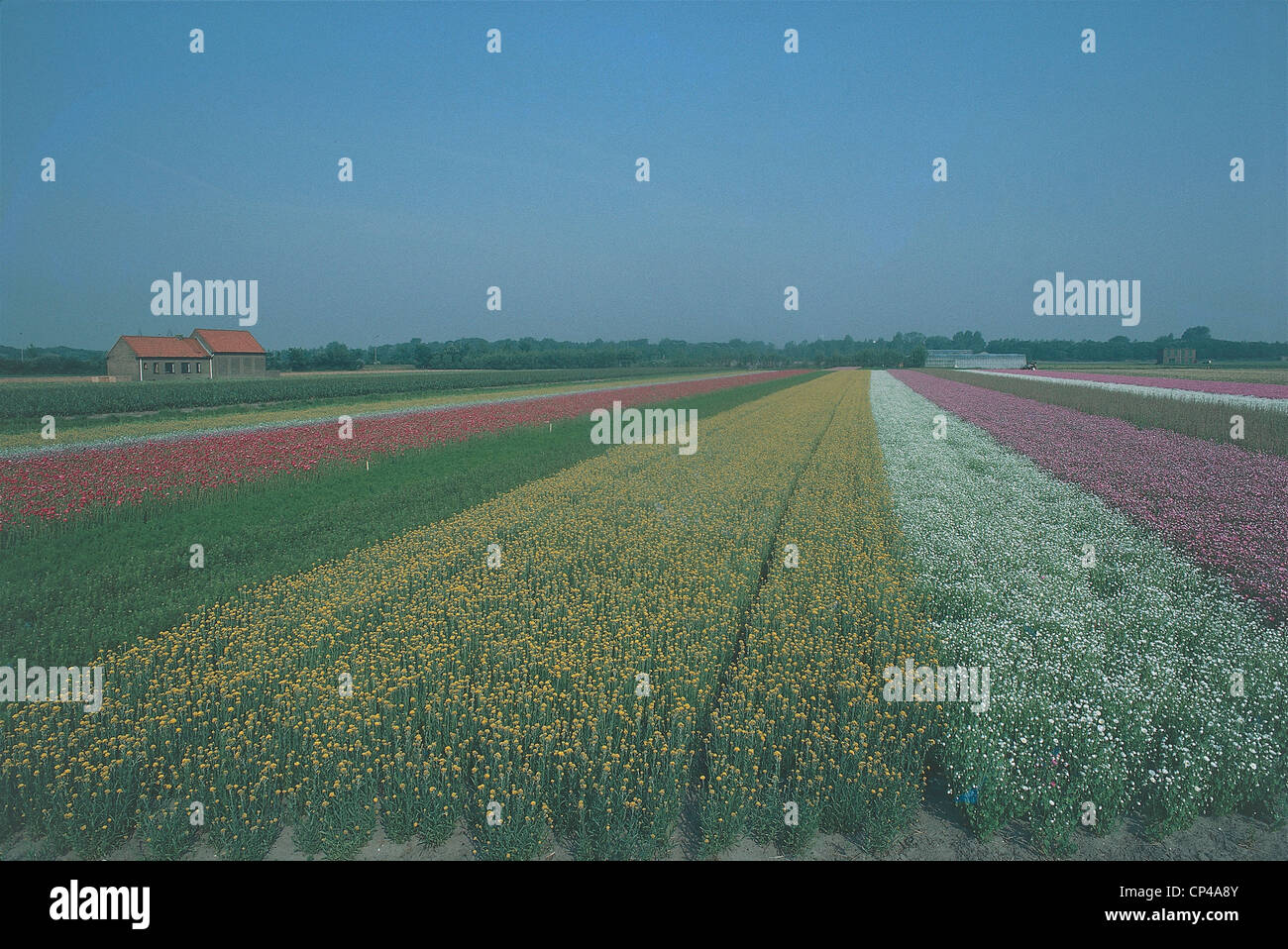 Dutch Floriculture Netherlands - Floriculture Stock Photo - Alamy