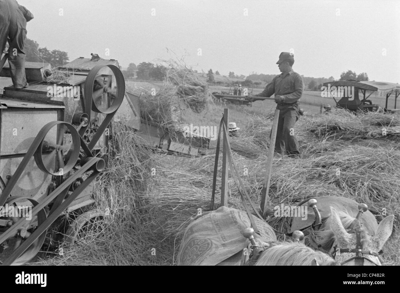 Threshing wheat in central Ohio. A farmer forks wheat into the feeding belt of stationary threshing machine. He stands on a Stock Photo