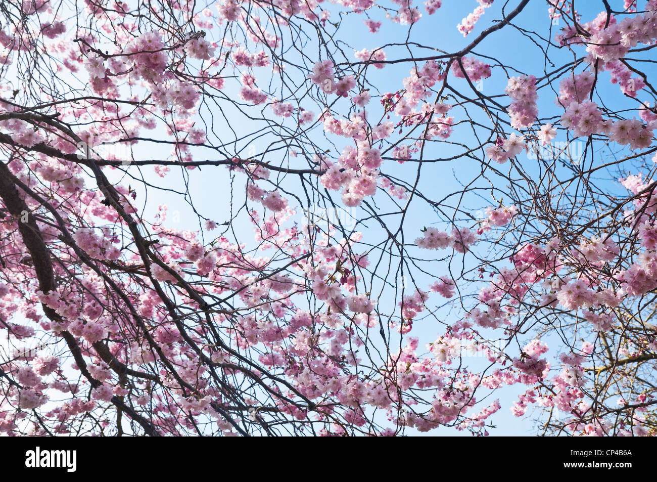 Pink flowering cherry blossom,at springtime, with blue sky.  ( Prunus Accolade) UK. Stock Photo