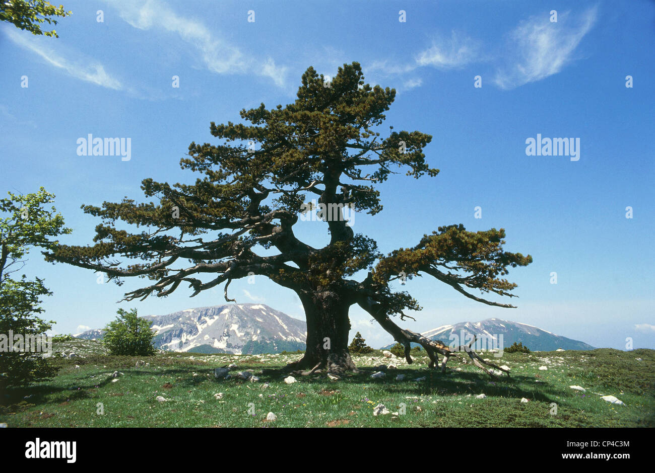 Monte Pollino BIG PINE LORICA that dominated the pollen PLANS ABOUT 1900 METRES Stock Photo