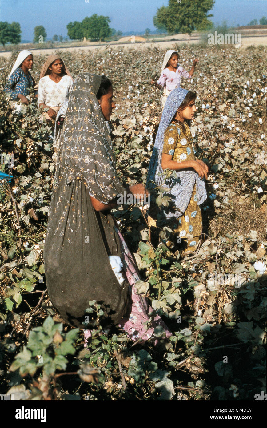 Cotton plants india hi-res stock photography and images - Alamy