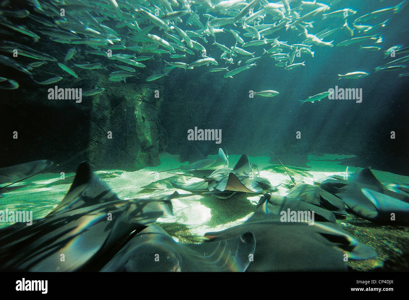 ZOOLOGY Manta AND FISH IN AQUARIUM. UNITED STATES, SAN DIEGO, SEA WORLD Stock Photo Alamy