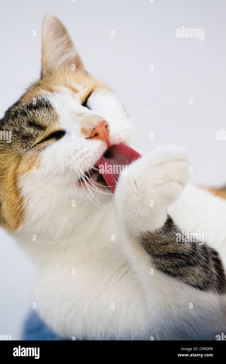 Cat washing itself Stock Photo Alamy