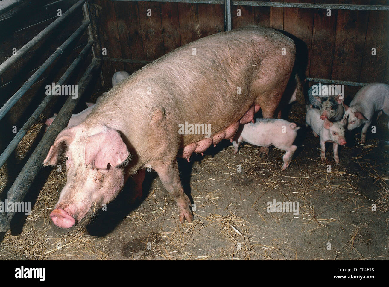 Zoology - Ungulates - suina - Pig (Sus scrofa and Sus domesticus). Sow with litter. Sweden, Uppland. Stock Photo