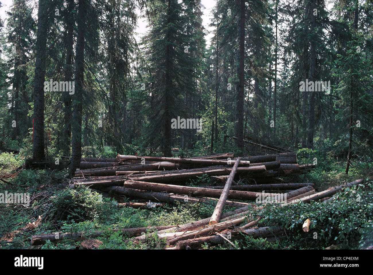Sweden - Bollstabruck, deforestation. Stock Photo