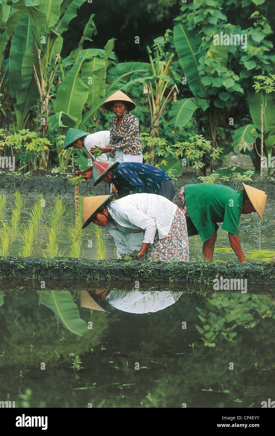 Indonesia Island of Java Dieng Plateau. Peasants working in a rice
