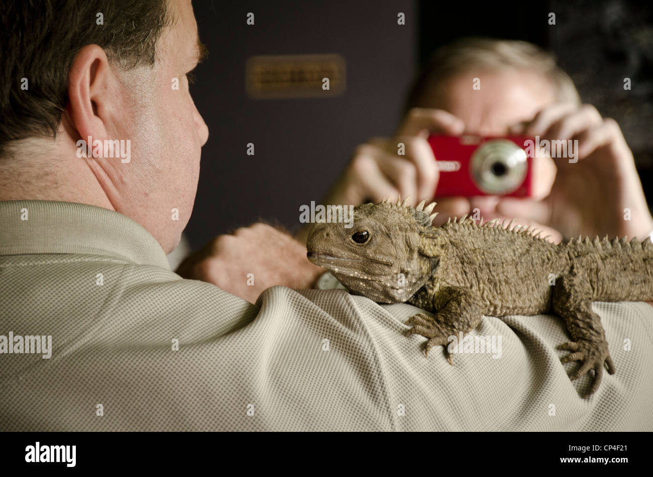 Tuatara, Invercargill, South Island, New Zealand Stock Photo