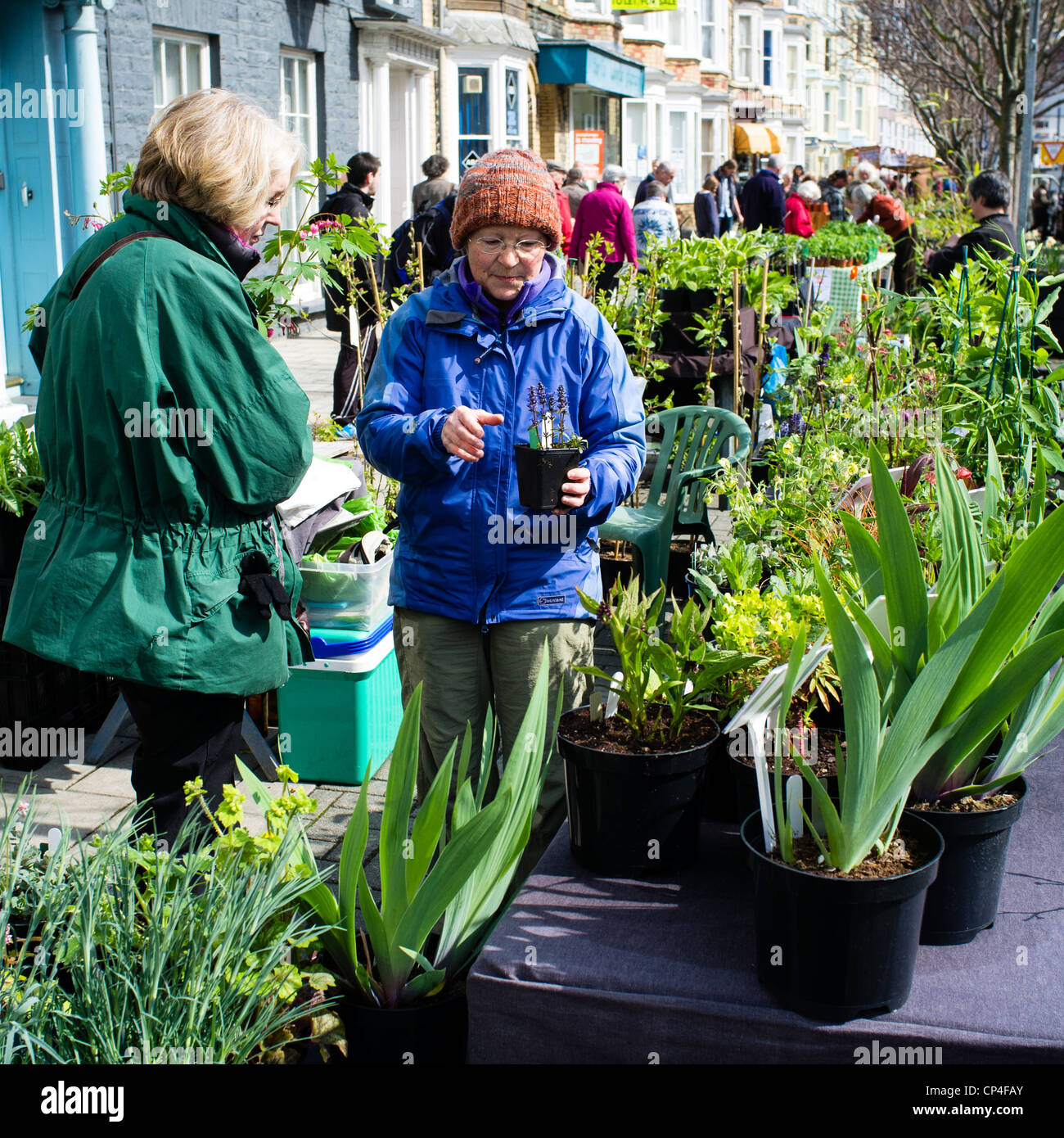 People buying plants at an outdoor street market, Aberystwyth Wales UK