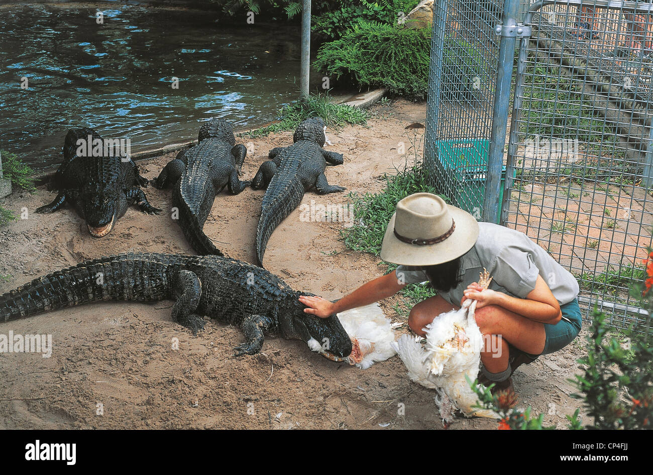 Hermès plans to build Australia's biggest crocodile factory farm