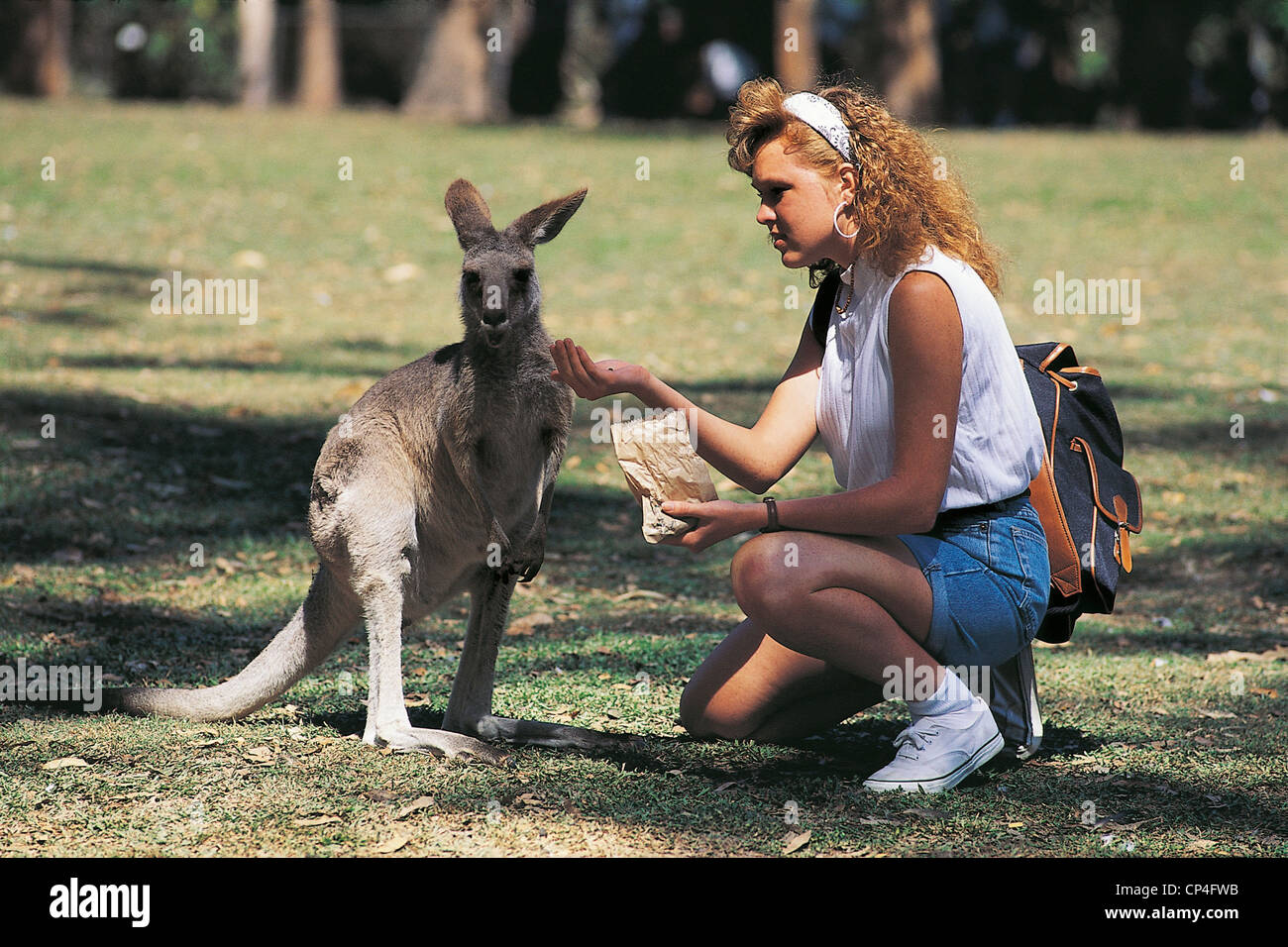Lone Pine Koala Sanctuary Brisbane AUSTRALIA KANGAROO Stock Photo