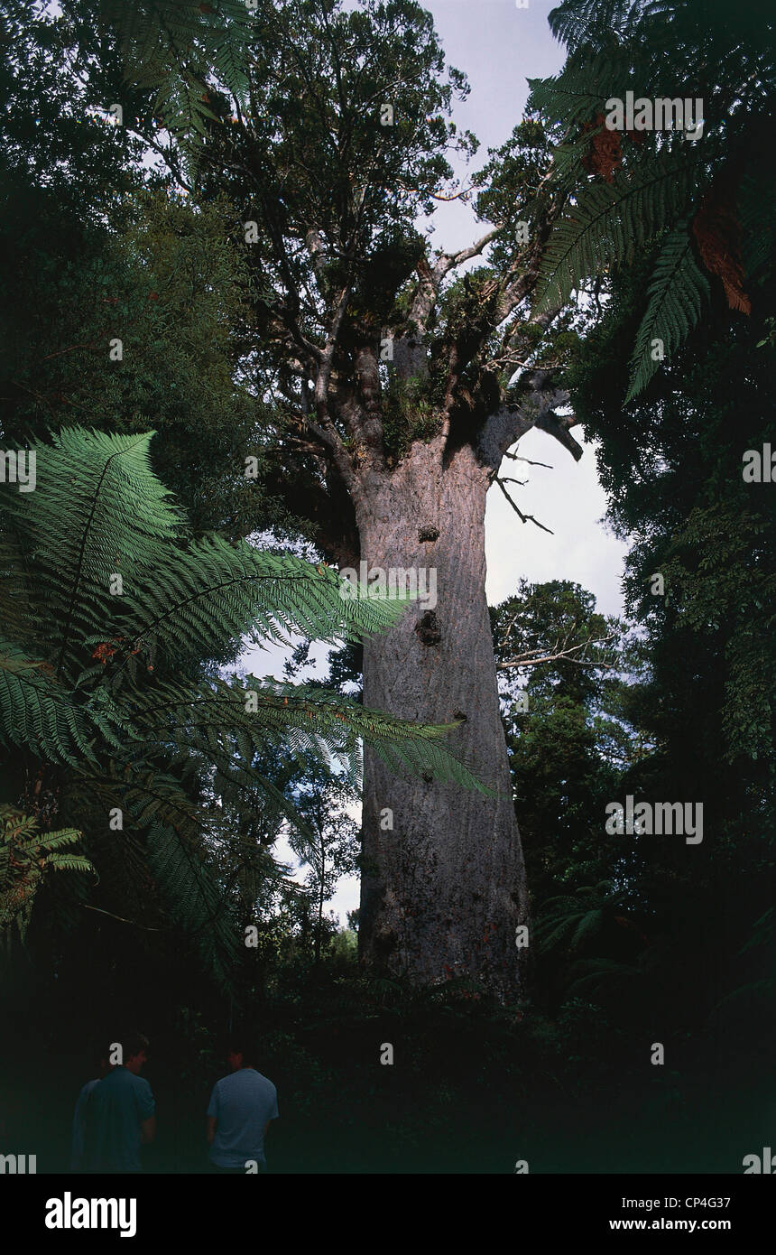 New Zealand North Island Northland Waipoua Kauri Forest. Tane Mahuta (King of Forest), gigantic specimen of kauri tree (Agathis Stock Photo