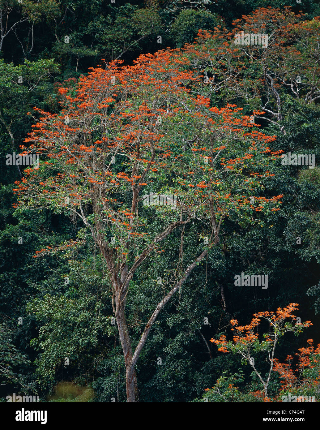 Botany - Papilionaceae - Erythrina poeppigiana. Venezuela, Monagas. Stock Photo
