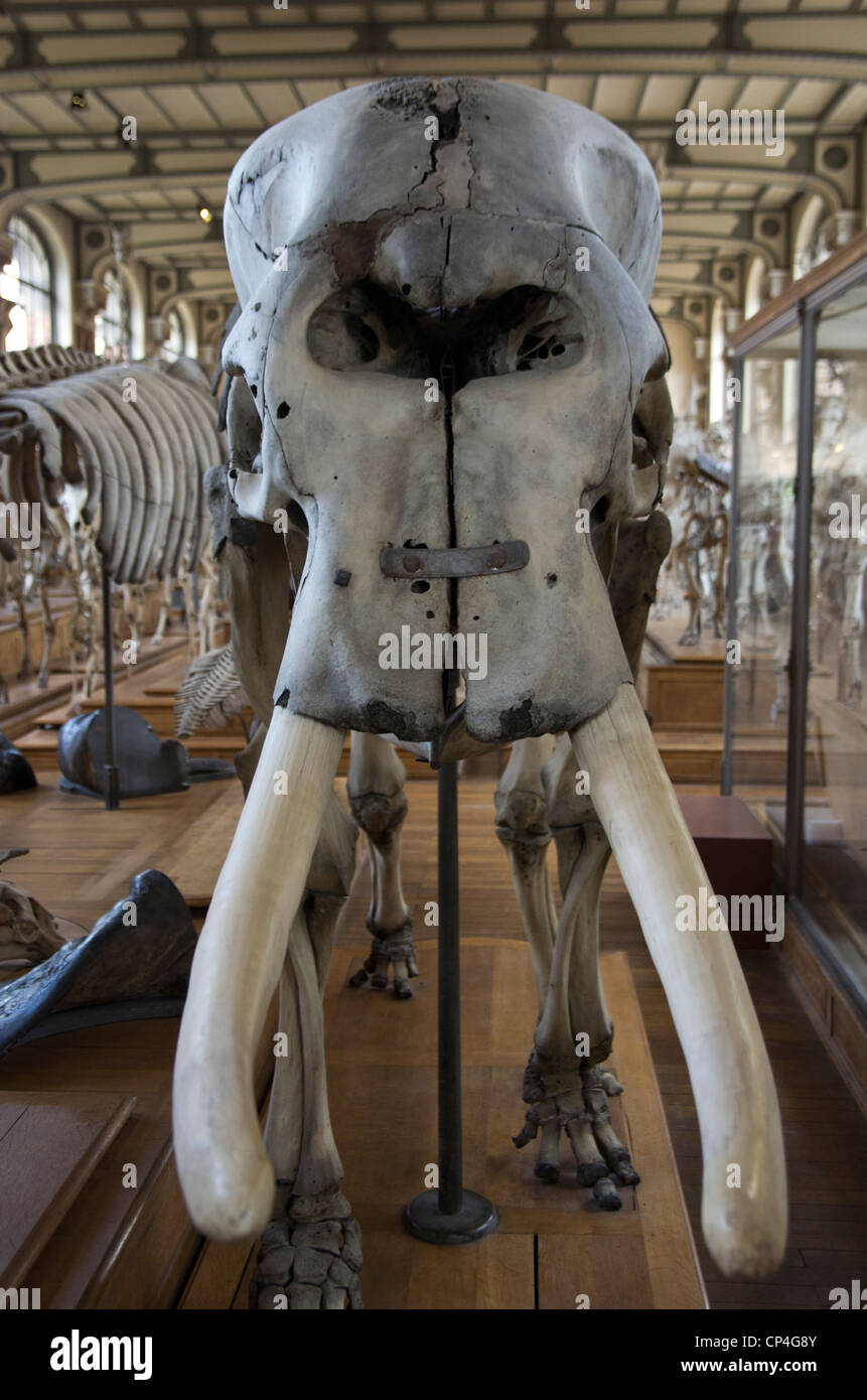 Museum of natural history of Paris. An elephant skull Stock Photo Alamy